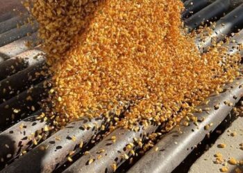 Preparan Norma Oficial Mexicana para vetar uso de maíz transgénico en tortillas