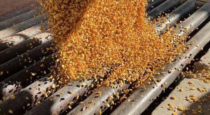 Preparan Norma Oficial Mexicana para vetar uso de maíz transgénico en tortillas