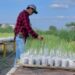 UAT impulsa el desarrollo de nuevas variedades de caña de azúcar