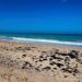Equipo de Seduma y pemex inspecciona presencia de hidrocarburo en playas