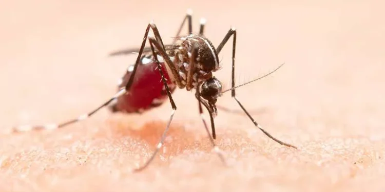 Alerta en Tamaulipas: Dengue alcanza niveles de epidemia en Soto La Marina y Madero