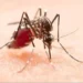 Alerta en Tamaulipas: Dengue alcanza niveles de epidemia en Soto La Marina y Madero
