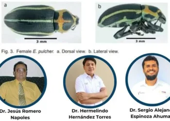 Científicos de la UAT publican avances de investigación en entomología agrícola