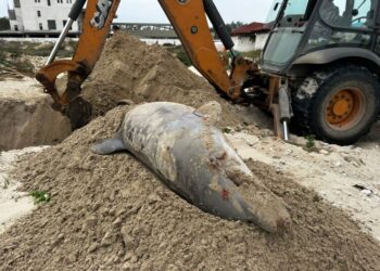 Encuentran delfín muerto cerca de escolleras; PROFEPA inicia protocolo de manejo ambiental