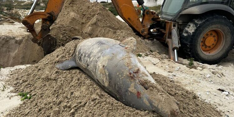 Encuentran delfín muerto cerca de escolleras; PROFEPA inicia protocolo de manejo ambiental