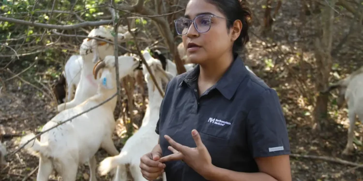 Analiza UAT innovaciones de mejoramiento para la producción caprina