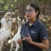 Analiza UAT innovaciones de mejoramiento para la producción caprina