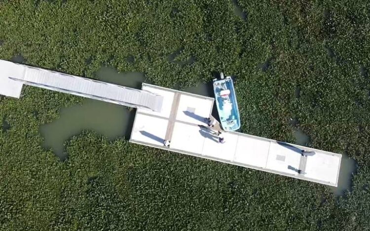 Buscan rescatar lagunas del sur de Tamaulipas de Planta de Lirio