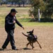 Estudiante de la UAT aporta su experiencia en adiestramiento canino al servicio comunitario