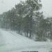 Reportan nevadas en diez municipios de la sierra de Chihuahua en plena primavera