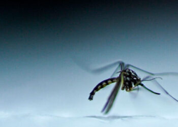 Brasil alcanza récord histórico de casos de dengue: más de 1,88 millones de contagios