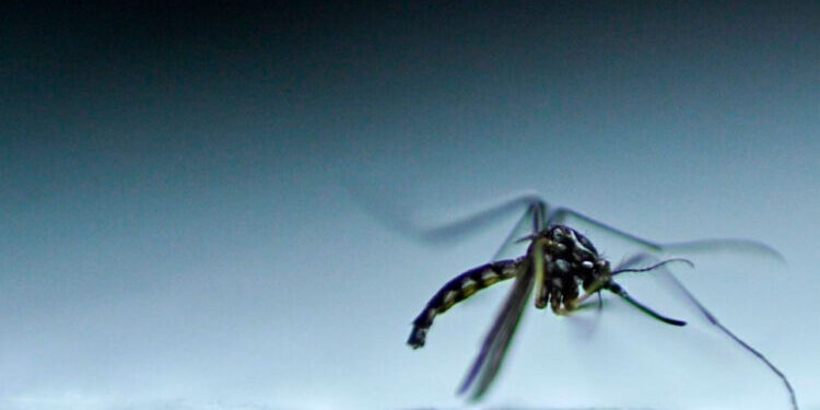 Brasil alcanza récord histórico de casos de dengue: más de 1,88 millones de contagios
