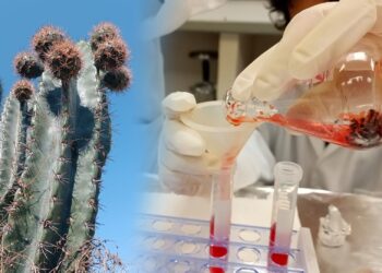 Analizan potencial antioxidante de la cáscara de pitaya