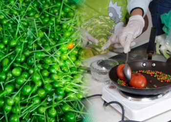 La UAT impulsa la preservación del chile piquín como símbolo de identidad regional