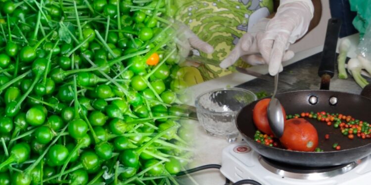 La UAT impulsa la preservación del chile piquín como símbolo de identidad regional