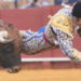 Sevilla en vilo: Morante y Roca Rey, heridos de gravedad. La línea entre la gloria y la tragedia se rompe en segundos