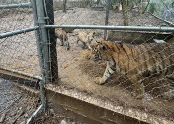 Aseguran siete tigres, en inmuebles vinculados al “Señor de los Buques”