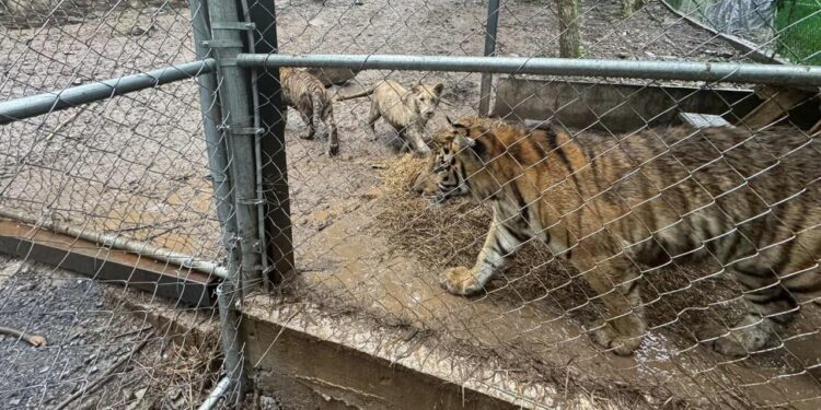 Aseguran siete tigres, en inmuebles vinculados al “Señor de los Buques”