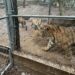 Aseguran siete tigres, en inmuebles vinculados al “Señor de los Buques”