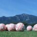 Siete selecciones del mundo tendrán campamento base en México