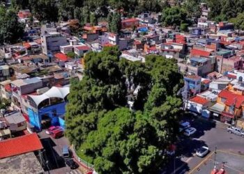 Activan protocolo para evitar riesgo de incendio del árbol «Laureano»