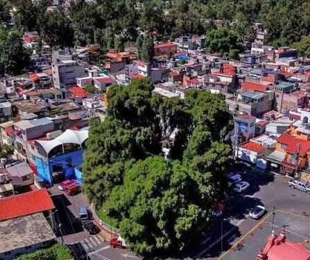 Activan protocolo para evitar riesgo de incendio del árbol «Laureano»