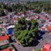 Activan protocolo para evitar riesgo de incendio del árbol «Laureano»