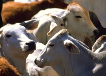 Se confirma la reanudación de exportación del ganado mexicano a Estados Unidos