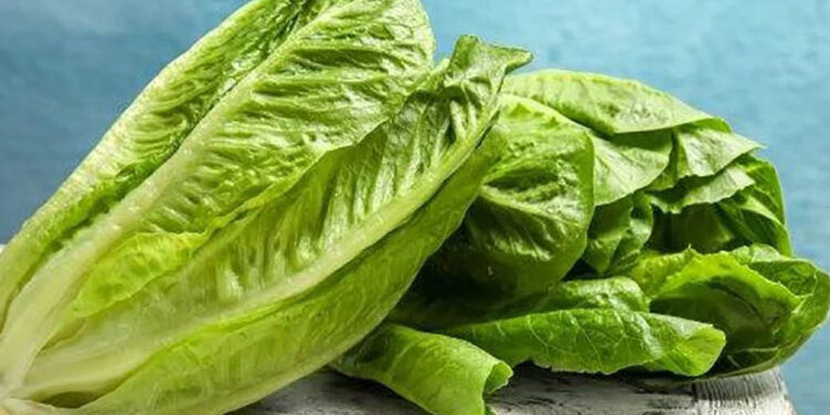 Brote de diarrea explosiva en Estados Unidos, apunta a lechuga mexicana