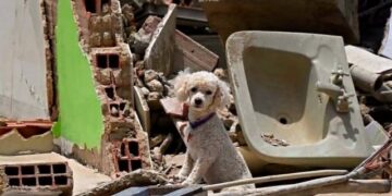 Más de 600 mascotas rescatadas tras terremotos en Venezuela y ahora buscan a sus dueños