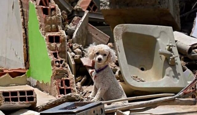Más de 600 mascotas rescatadas tras terremotos en Venezuela y ahora buscan a sus dueños