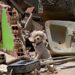 Más de 600 mascotas rescatadas tras terremotos en Venezuela y ahora buscan a sus dueños
