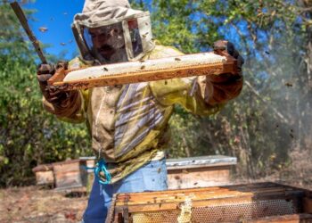 Miel de abeja de México se exporta a 30 países; es el noveno productor mundial