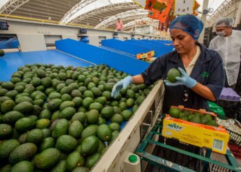 Exportación de aguacate mexicano a EUA crece un 35% en primer cuatrimestre de 2026