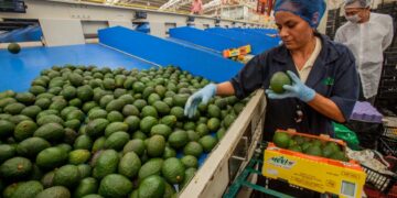 Exportación de aguacate mexicano a EUA crece un 35% en primer cuatrimestre de 2026