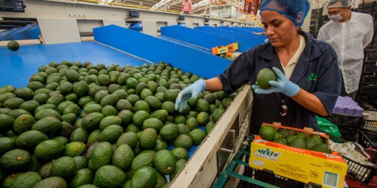 Exportación de aguacate mexicano a EUA crece un 35% en primer cuatrimestre de 2026
