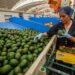Exportación de aguacate mexicano a EUA crece un 35% en primer cuatrimestre de 2026