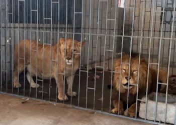 Incautan en Tamaulipas 68 mil litros de ‘’huachicol’ y 135 animales exóticos