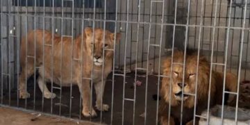 Incautan en Tamaulipas 68 mil litros de ‘’huachicol’ y 135 animales exóticos