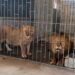 Incautan en Tamaulipas 68 mil litros de ‘’huachicol’ y 135 animales exóticos