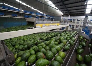 Frena Estados Unidos importación de aguacate desde Michoacán