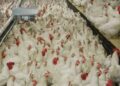 Suspende México importación de pollo de Brasil por brote de Newcastle