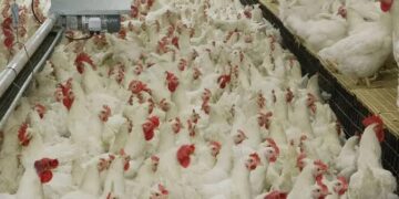 Suspende México importación de pollo de Brasil por brote de Newcastle